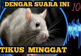 Suara Pengusir Tikus Alami